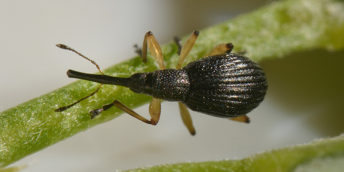 Apionidae: Protapion apricans?  Sì !